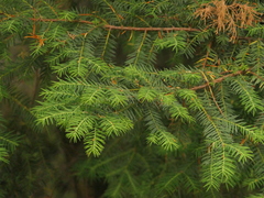 Tsuga dumosa, photograph (c) Sagnik Dutta Roy, some rights reserved (CC BY)