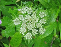 Selinum