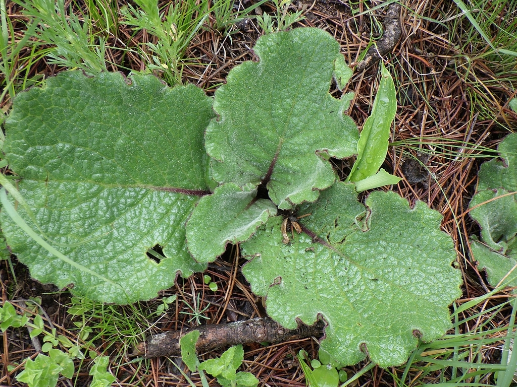 Dolomiaea berardioidea