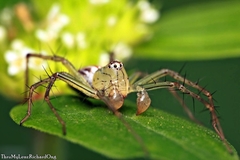 Oxyopes javanus