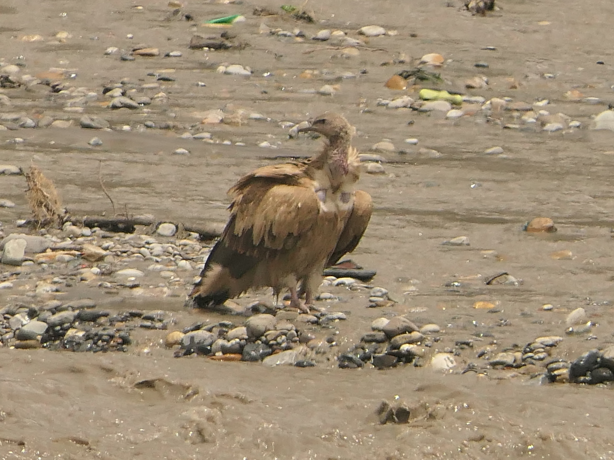 Himalayan Griffon (Gyps himalayensis)