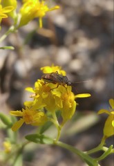 Polymerus