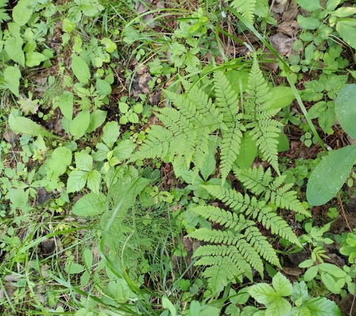 spreading wood fern