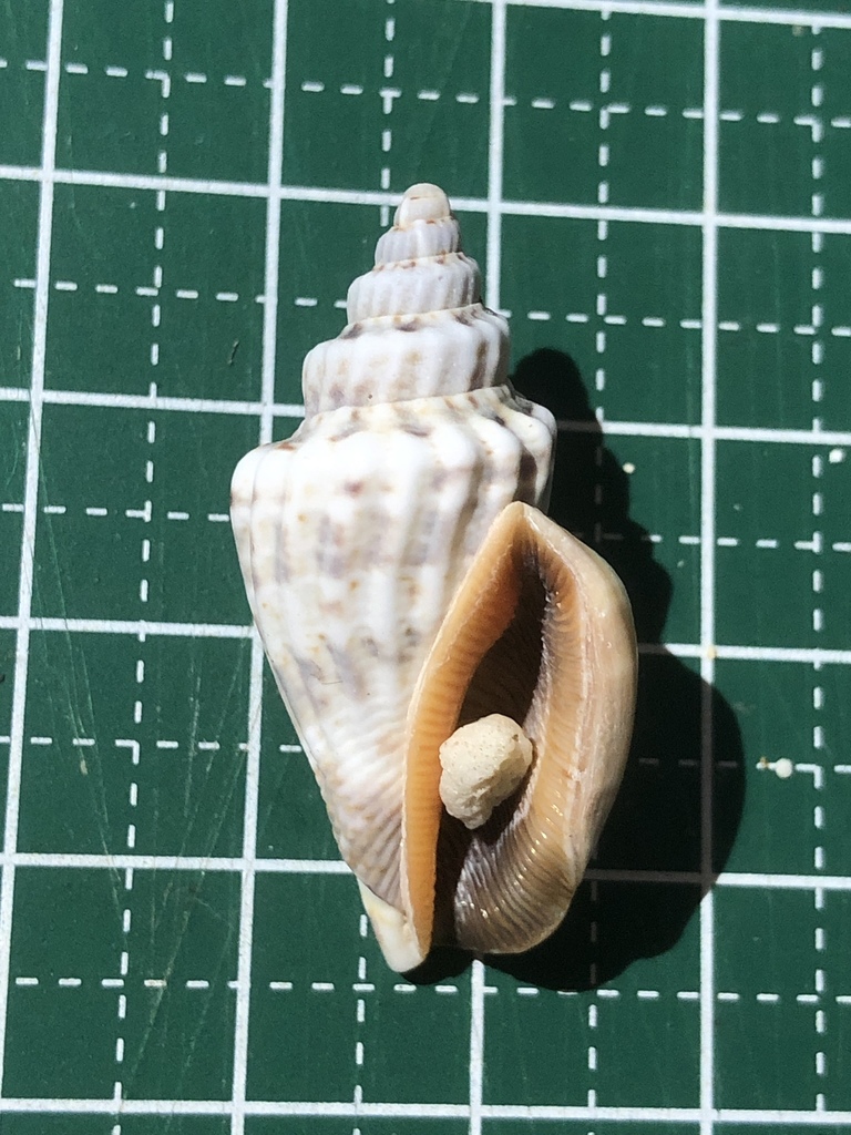 Labiate Stromb