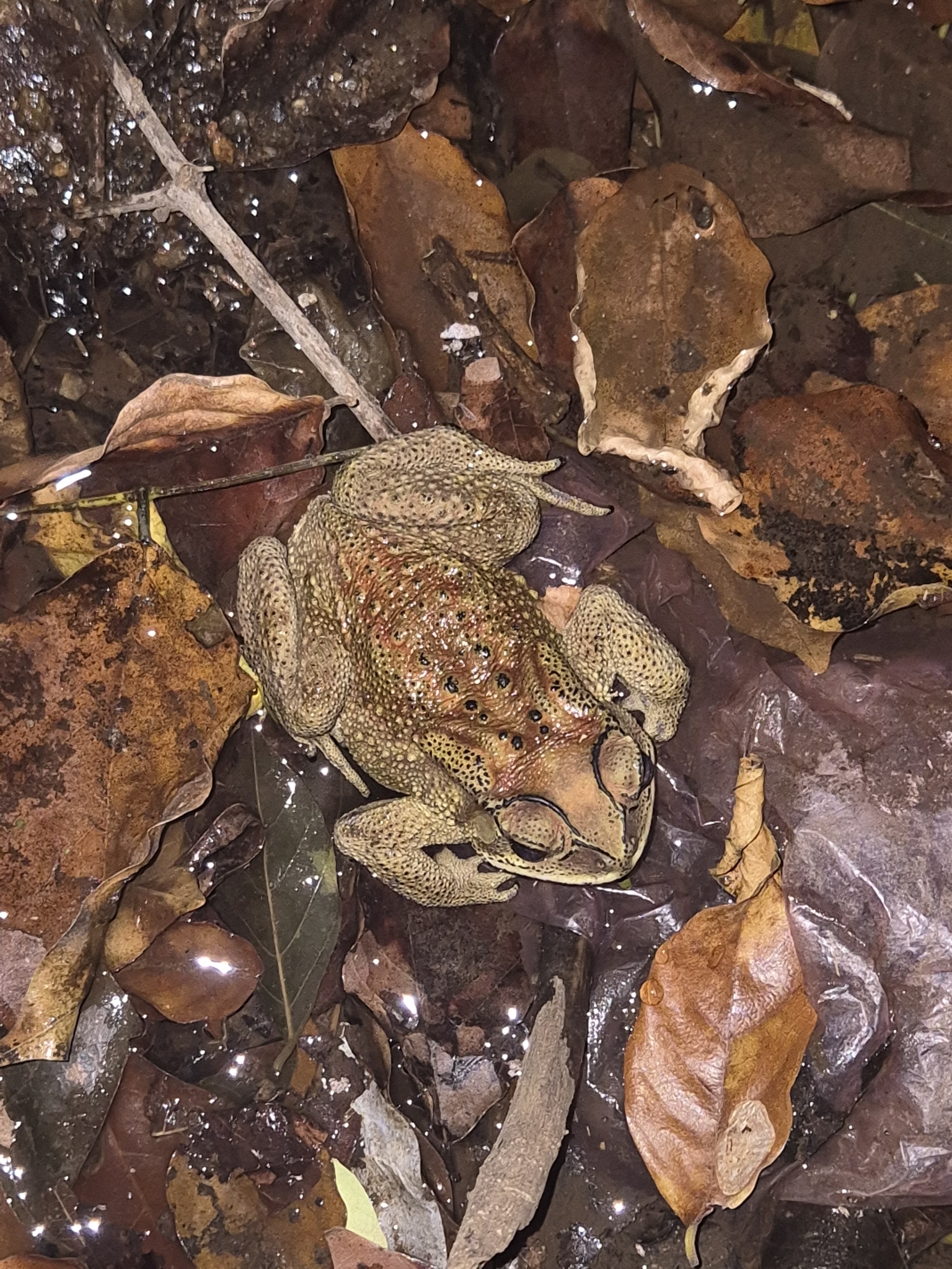 Indian Common True Toad