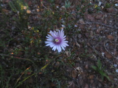Lampranthus leptaleon