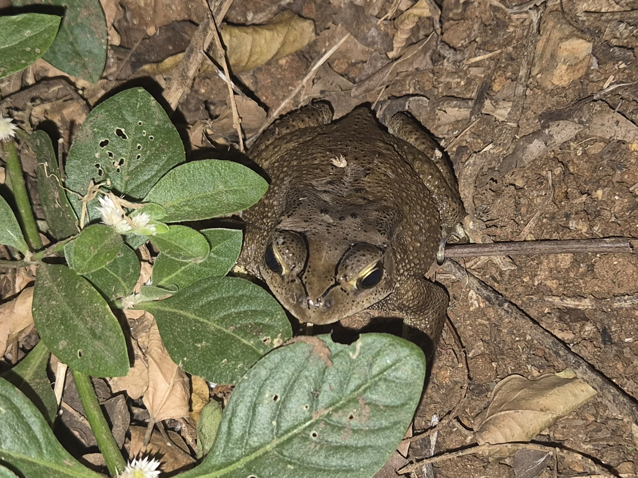 Indian Common True Toad