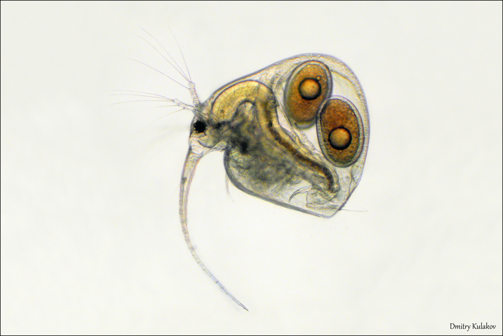 Baltic long-nosed waterflea