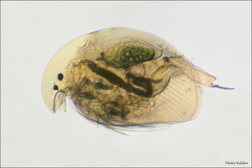 sickle waterflea
