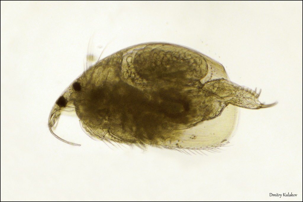 Rhynchotalona falcata