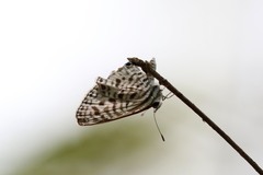 Leptotes