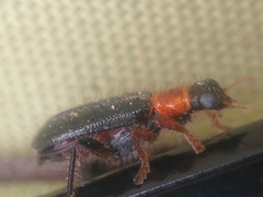 Lemidia