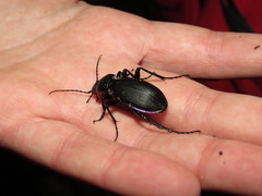 Carabus purpurascens
