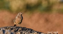 Phoenicurus moussieri