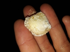 Pterioidea