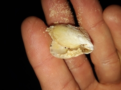 Pterioidea