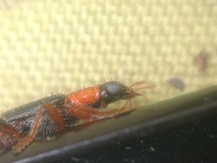 Lemidia