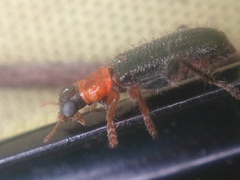 Lemidia