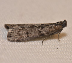 Ortholepis pasadamia