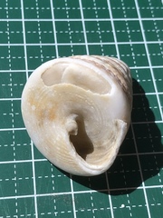 Tectus triserialis