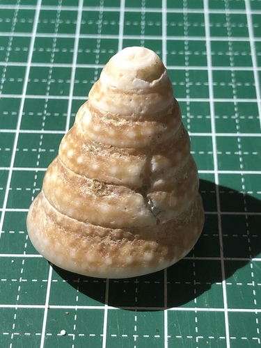 コシダカギンタカハマ