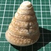 コシダカギンタカハマ