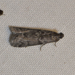 Ortholepis pasadamia