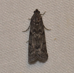 Ortholepis pasadamia