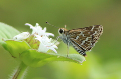 Taractrocera maevius