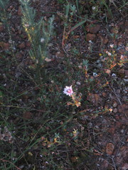 Lampranthus leptaleon