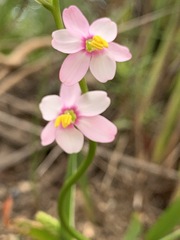 Ixia scillaris