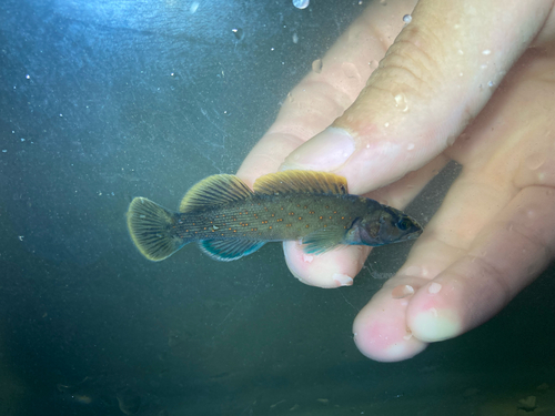 Spotted Darter (Etheostoma maculatum) — Percidae — 5