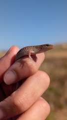 Northern Bar-Lipped Skink photo 2