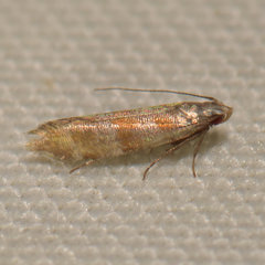 Battaristis vittella