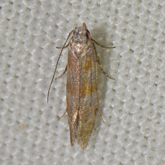 Battaristis vittella