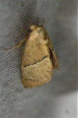 Apoda rectilinea