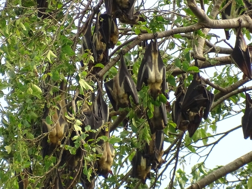 Straw-coloured Fruit Bat