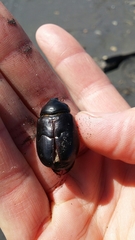 Pericoptus
