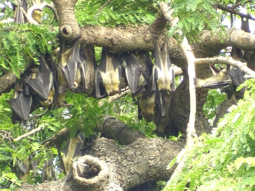 Straw-coloured Fruit Bat