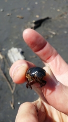 Pericoptus