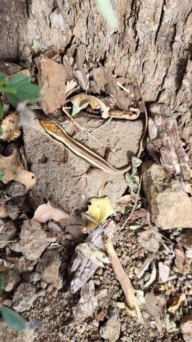 African Striped Skink