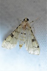 Hileithia differentialis