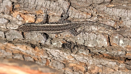 Common Dwarf Gecko
