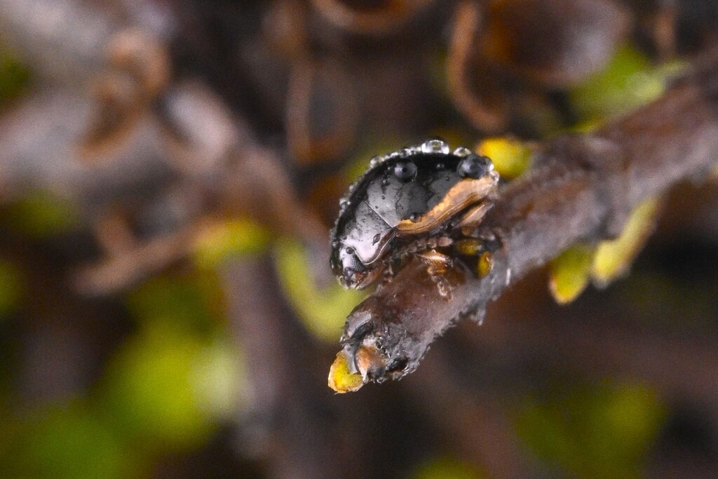 Maurodus cinctiger