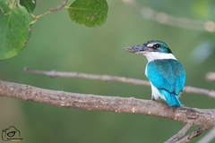 Collared Kingfisher photo 3