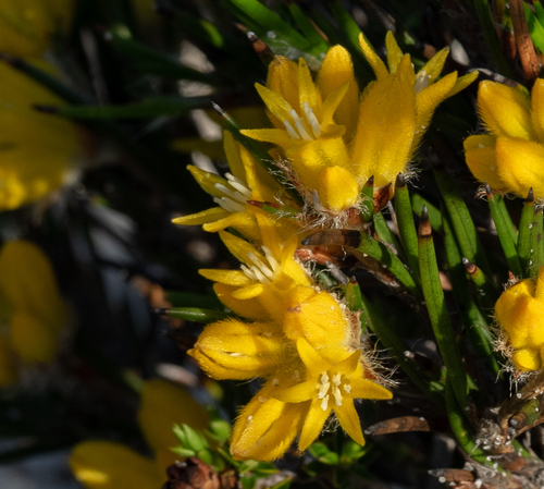 Conostylis vaginata (Conostylis vaginata)