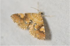 Elophila nebulosalis