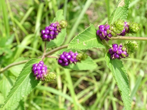 Lantana ukambensis