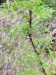 Notobubon tenuifolium