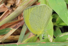 Eurema laeta
